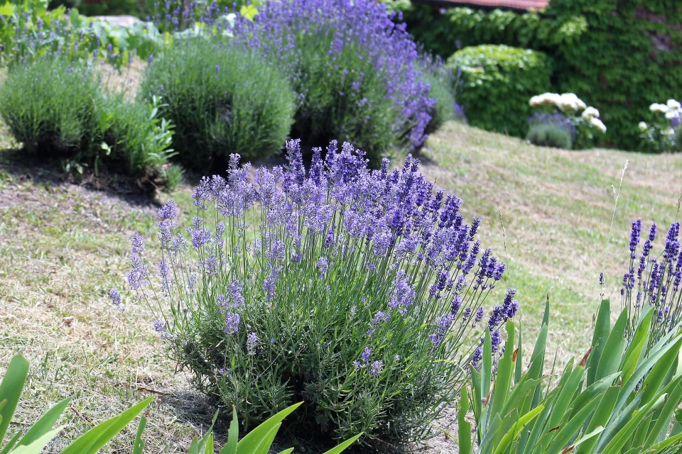 Lavendel