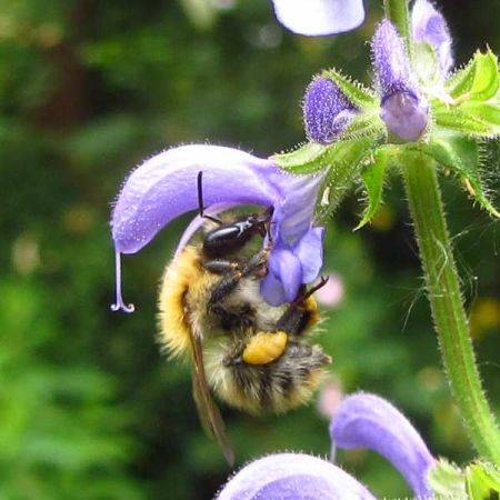 Ackerhummel beim Besuch einer Blüte des Wiesensalbei