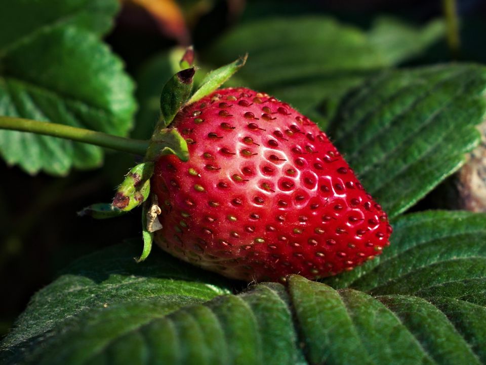 Erdbeere