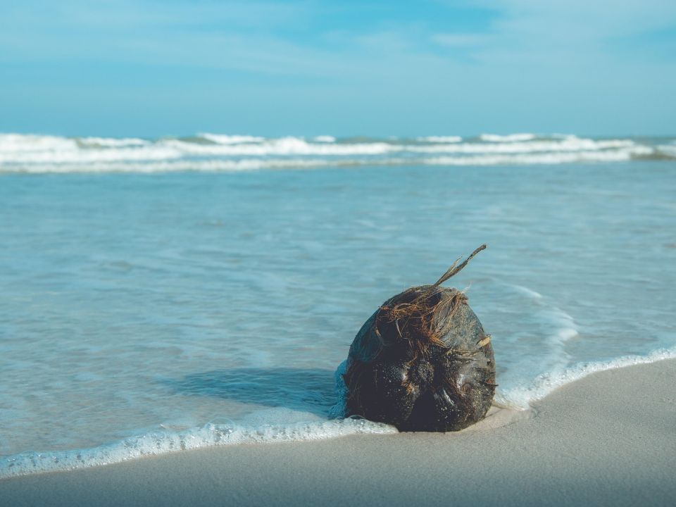 Kokosnuss am Strand