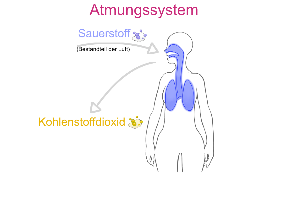 Das Atmungssystem sorgt für das Einatmen von Sauerstoff (ein Bestandteil der Luft) und das Ausatmen von Kohlenstoffdioxid.