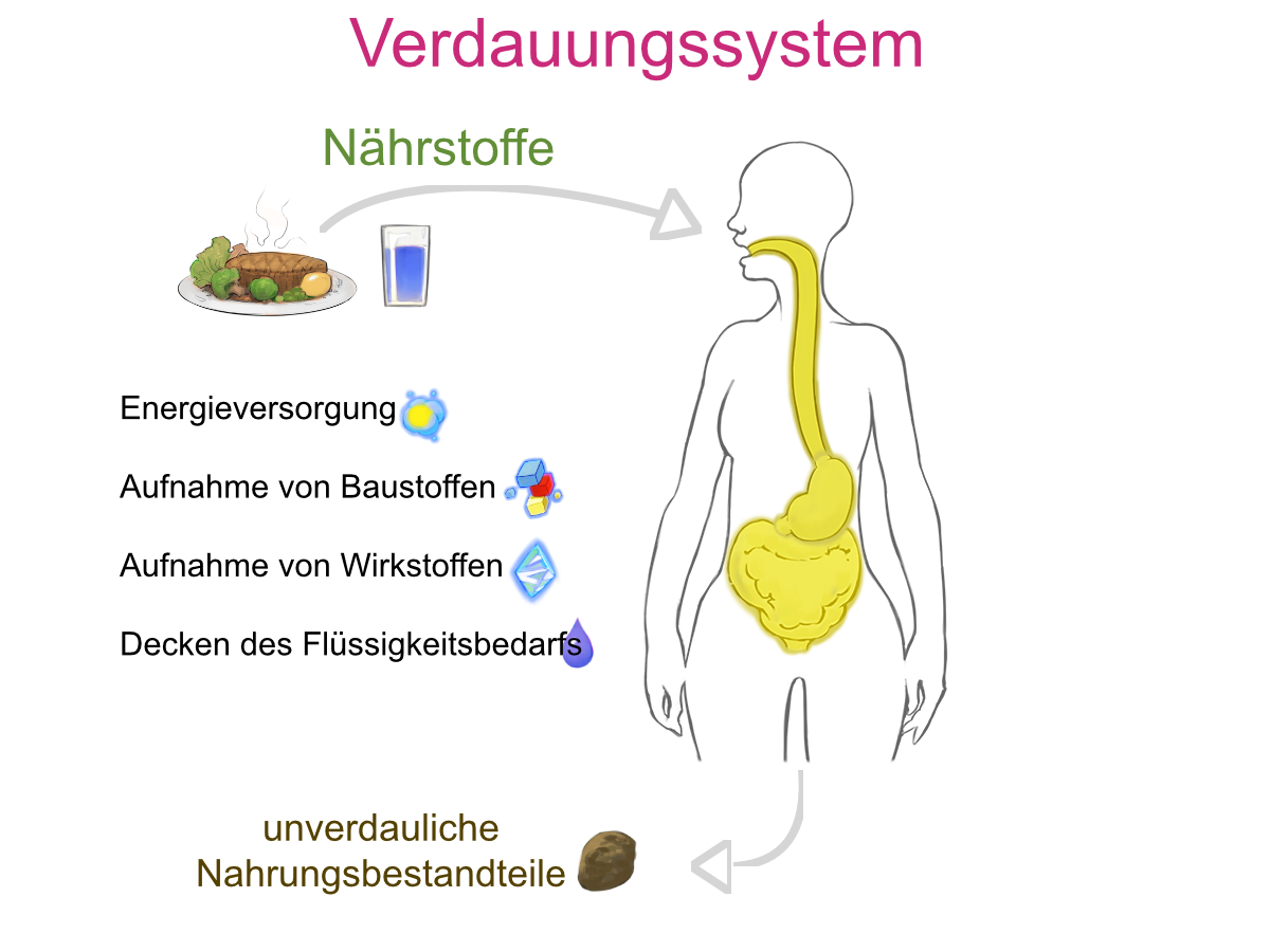 Das Verdauungsystem sorgt für die Aufnahmen von Nährstoffen in Form von Nahrung und Flüssigkeit. Die Nährstoffe dienen der Energieversorgung, Aufnahme von Nährstoffen und Baustoffen und der Deckung des Flüssigkeitsbedarfs.