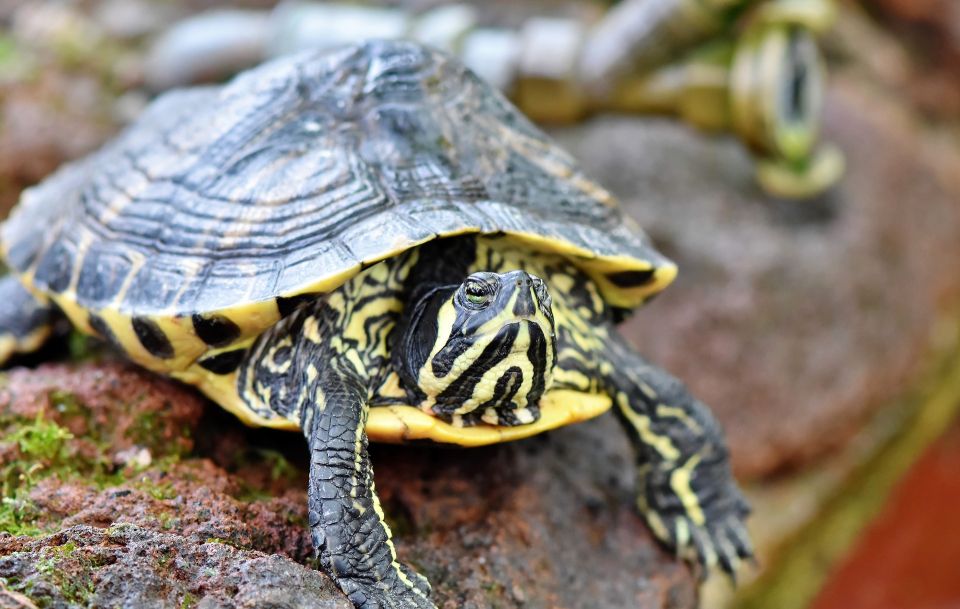 Wasserschildkröte