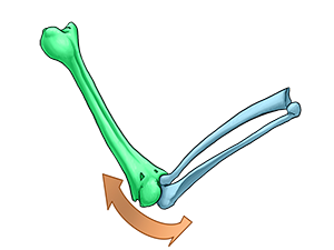 Ellbogengelenk