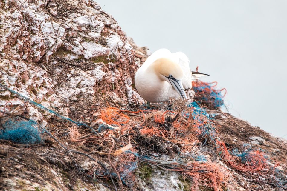 Müll in der Natur stellt eine Gefahr für Tiere dar. 