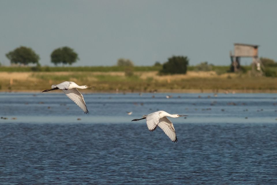 Zwei junge Löffler im Landeanflug an einer Lacke im Seewinkel, im Hintergrund einer der vielen Türme zur Vogelbeobachtung