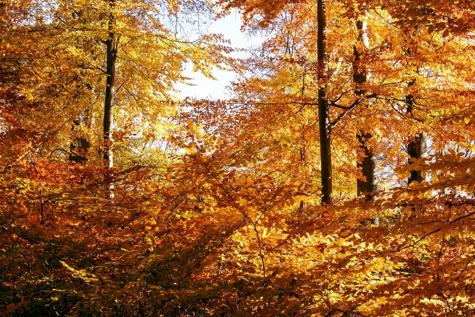 Laubwald im Herbst