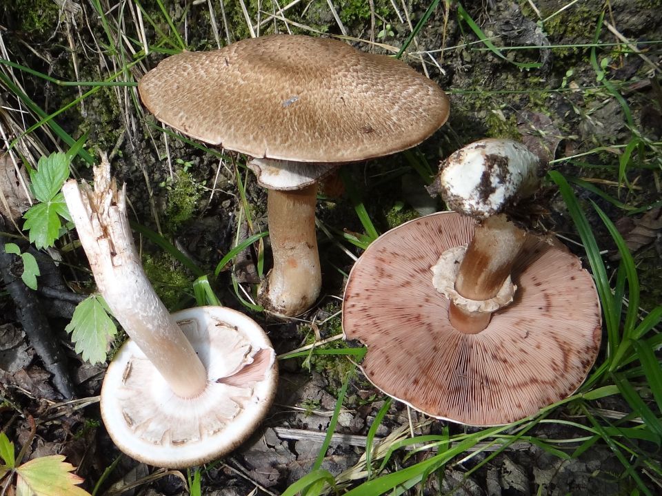 Kleiner Waldchampignon