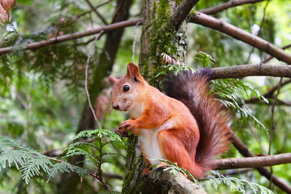 Eichhörnchen