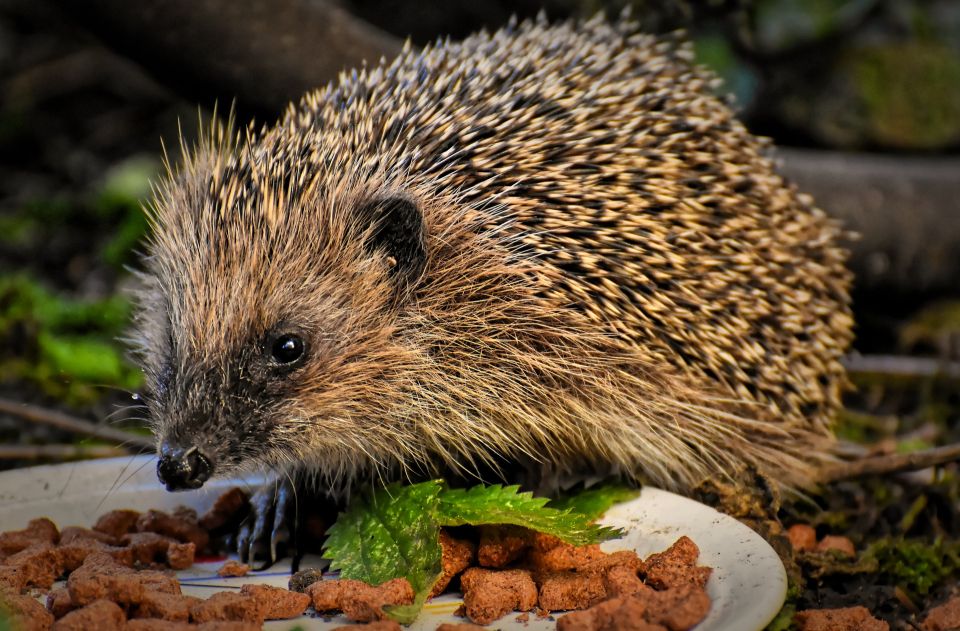 Igel werden in Siedlungsgebieten oftmals von Menschen gefüttert