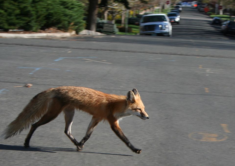 Fuchs in der Stadt