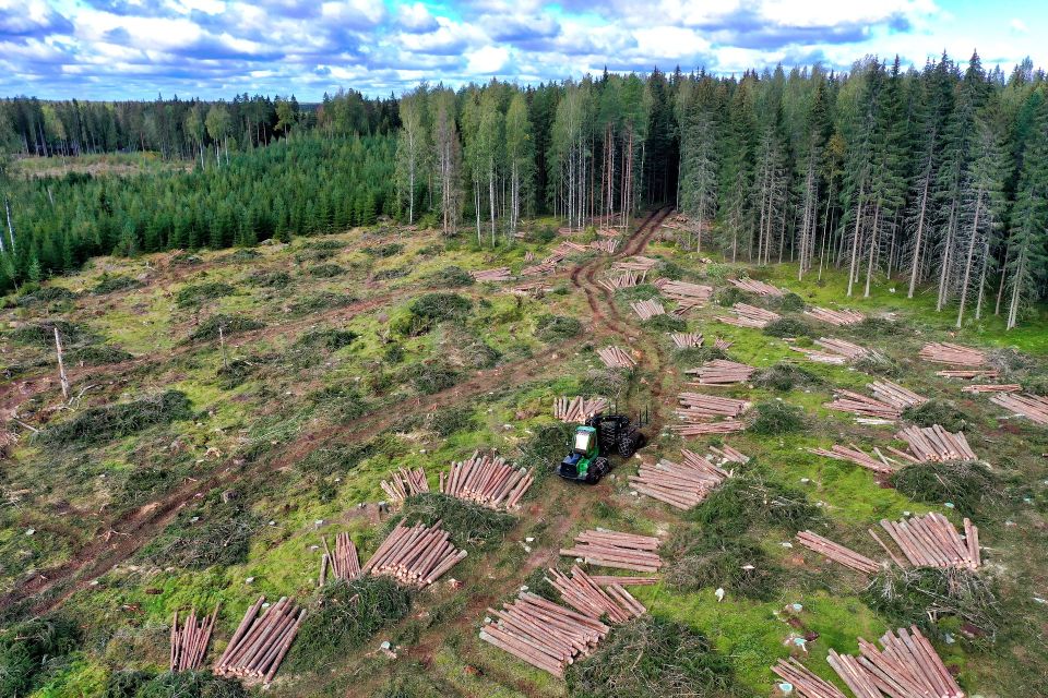 Holzgewinnung durch Kahlschlag