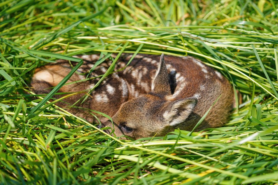 Jungtiere können beim Mähen von Gras verletzt werden.