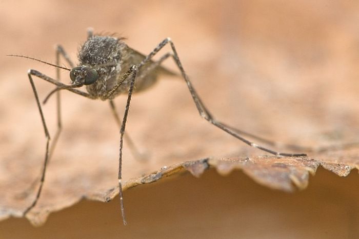 Culiseta alaskaensis