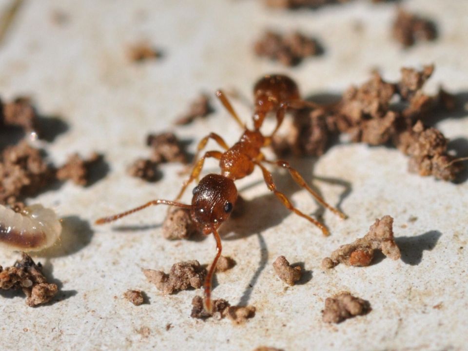 Rote Gartenameise