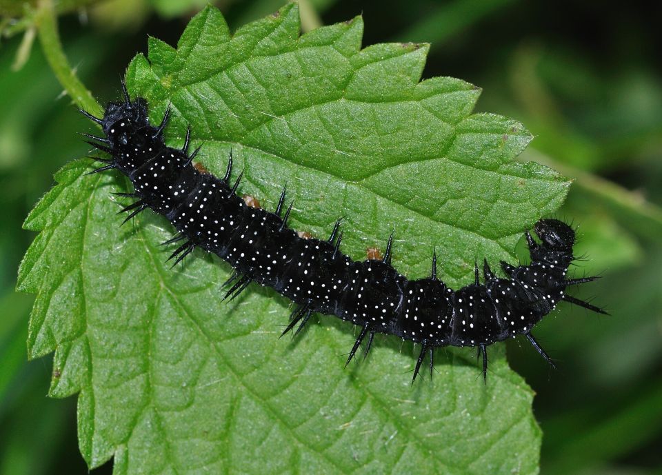 Raupe des Tagpfauenauges