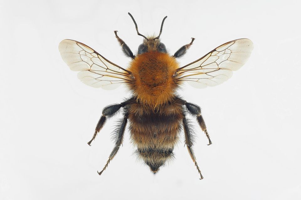 Veränderliche Hummel