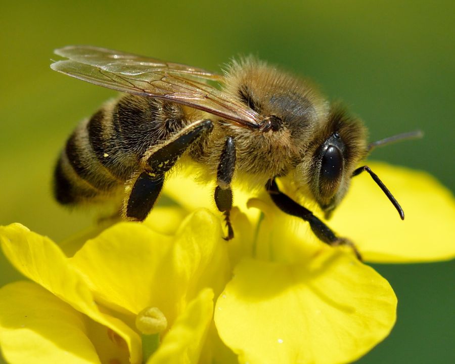 Westliche Honigbiene