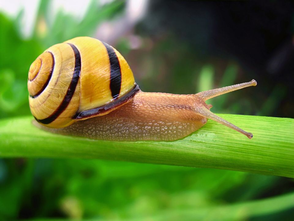 Schnecke mit gelb-schwarz gestreiften Schneckenhaus auf einem Blatt.