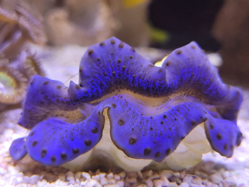 Grabende Riesenmuschel