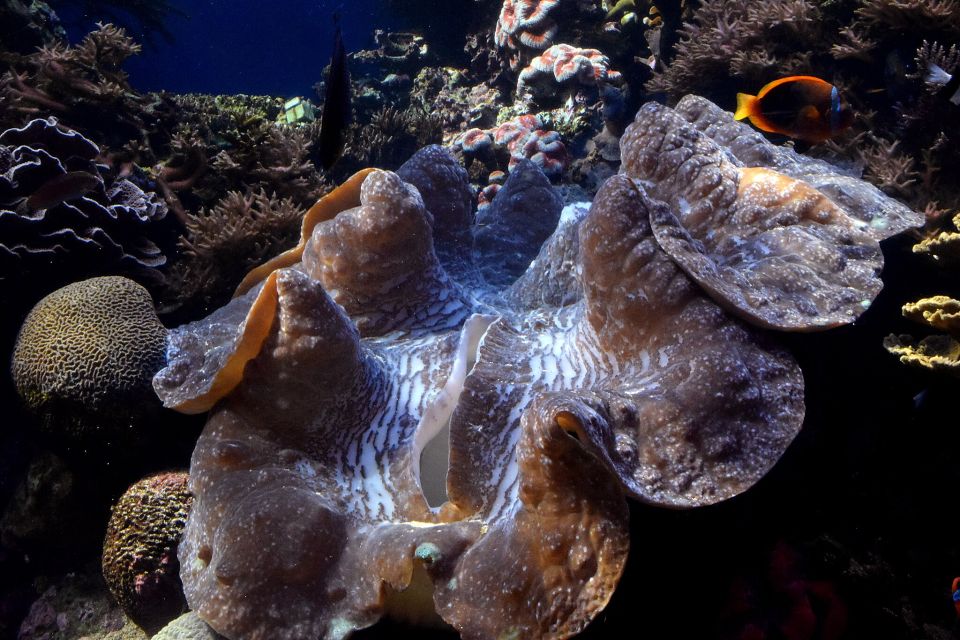 Große Riesenmuschel