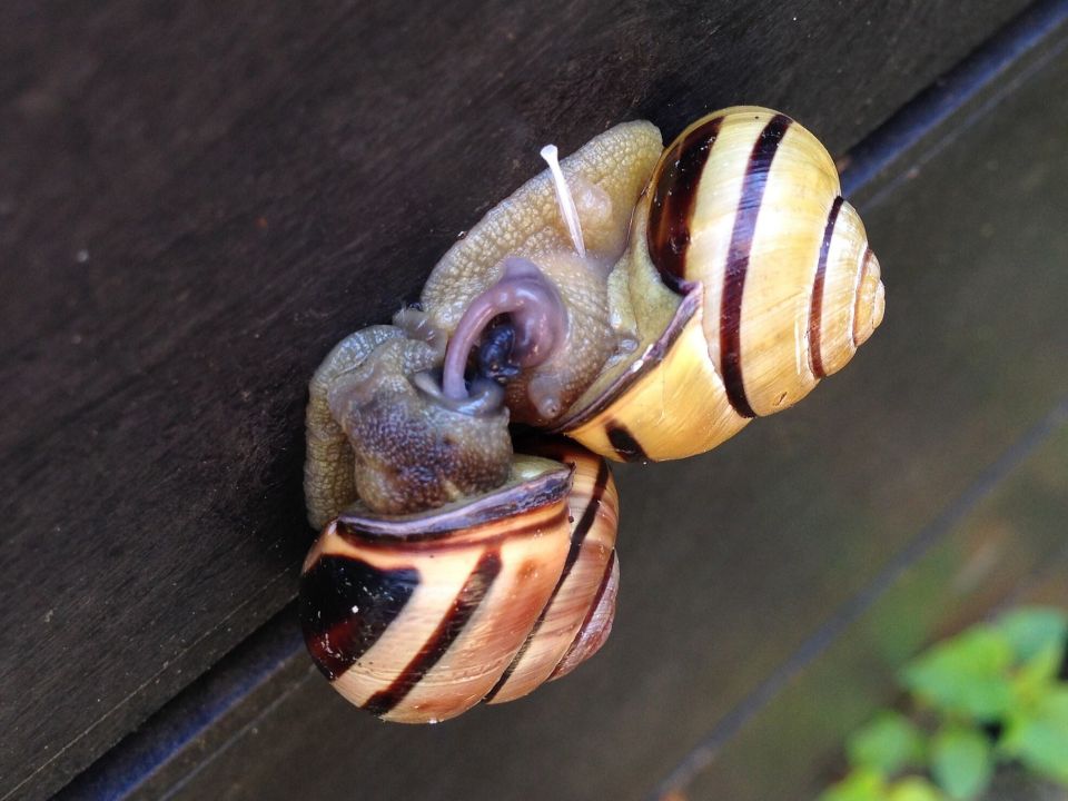Hain-Schnirkelschnecken bei der Paarung