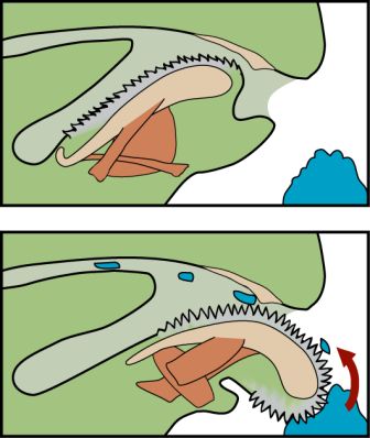 Mit der Raspelzunge schabt die Schnecke die Nahrung ab. 