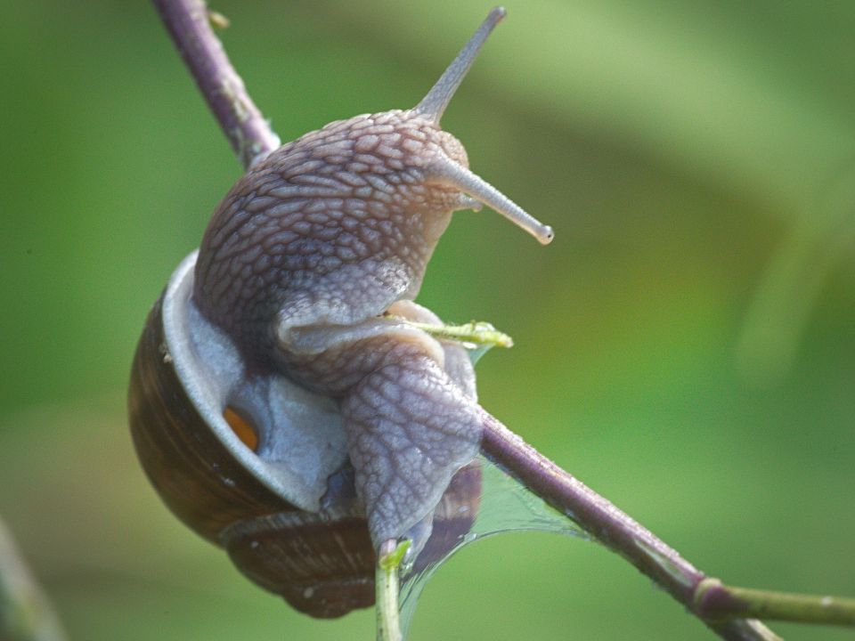 Der Fuß dient auch als Kletterhilfe.