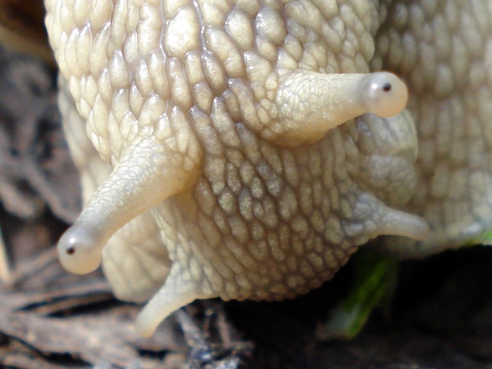 Fühler und Augen einer Weinbergschnecke