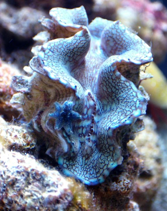 Schuppige Riesenmuschel