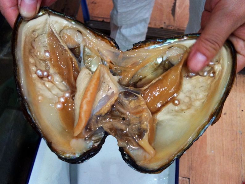 Zuchtperlen in einer geöffneten Süßwassermuschel <em>Hyriopsis cumingi</em>