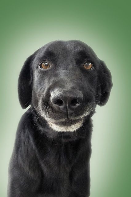 lustiges Aufnahme eines schwarzen Labradors vor einem grünen Hintergrund