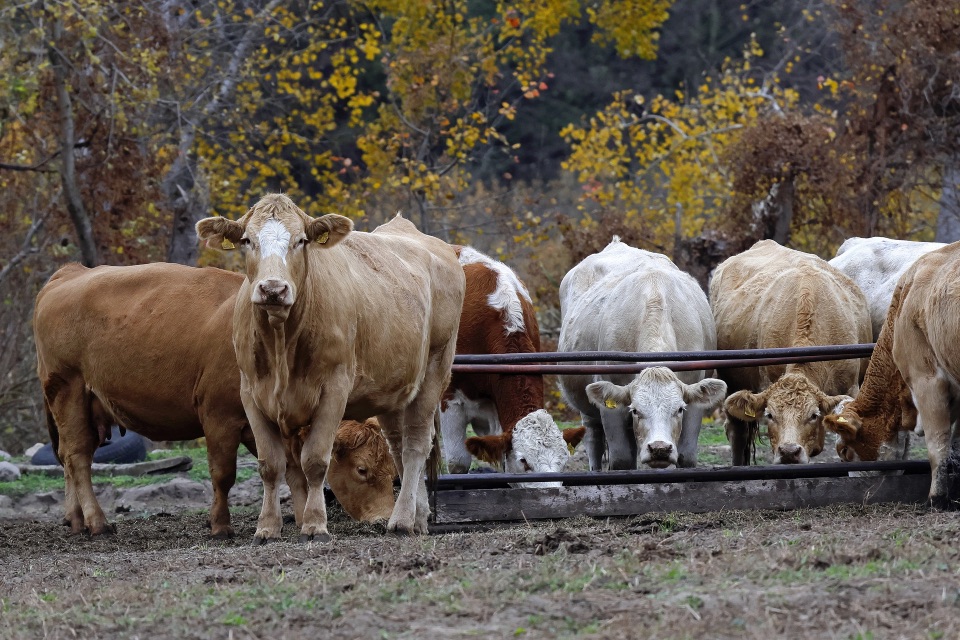 Die Landwirtschaft liefert rund <sb-unit>11,28 %</sb-unit> des zusätzlichen Treibhausgasanstieg.